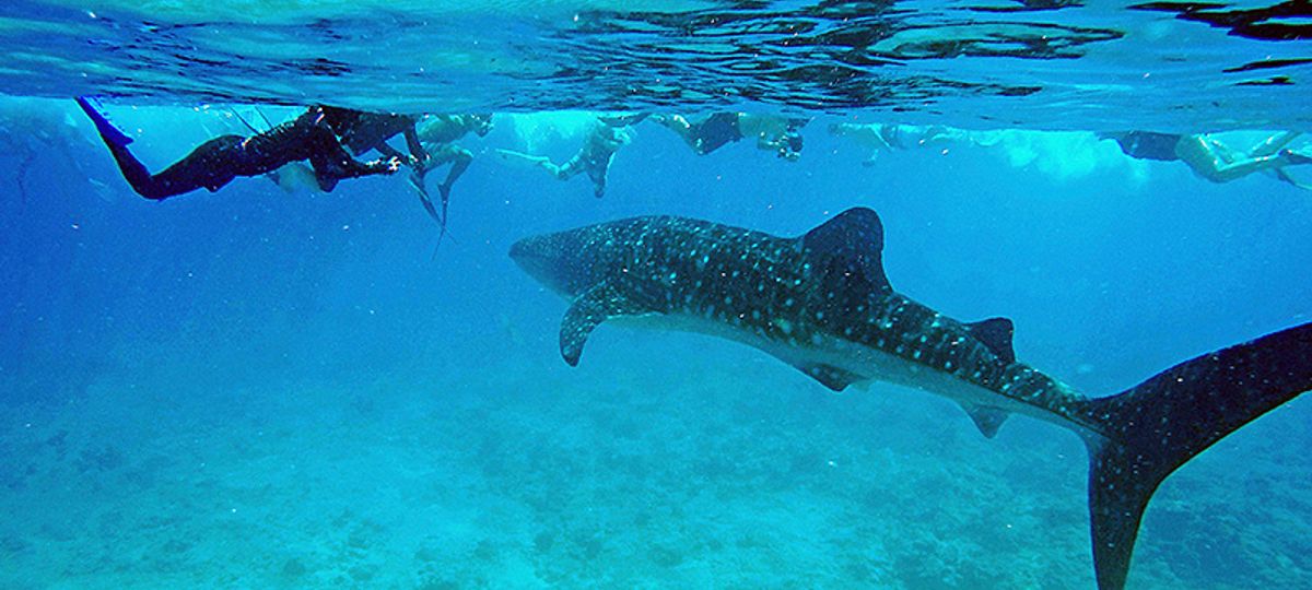 Marine Wildlife Of The Maldives Exodus Wanderlust Trip