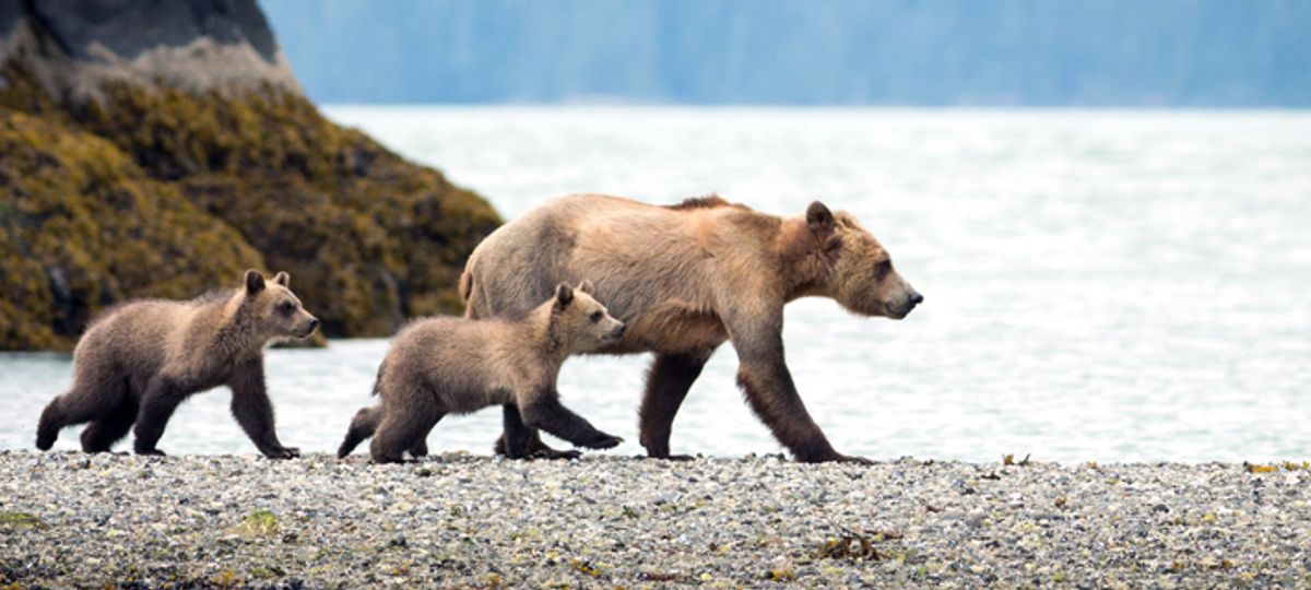 Vancouver Island Wildlife Holiday Exsus Travel Wanderlust Trip Finder