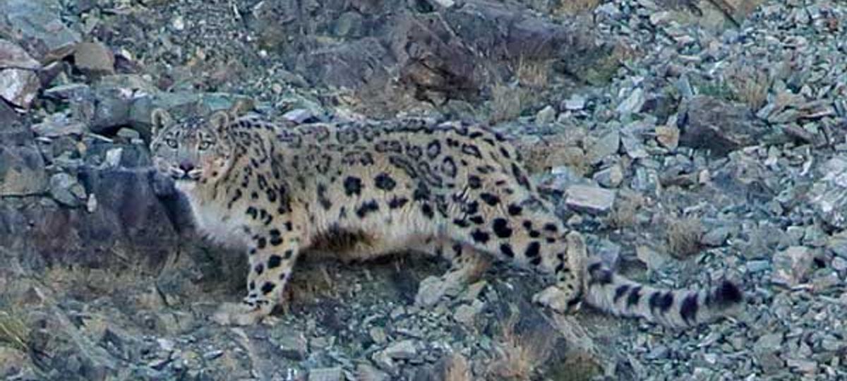 Mongolia Cats Of Mountain And Steppe Wildlife Worldwide Wanderlust