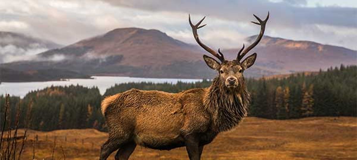 Isle Of Mull Wildlife In Autumn | Wildlife Worldwide | Wanderlust Trip