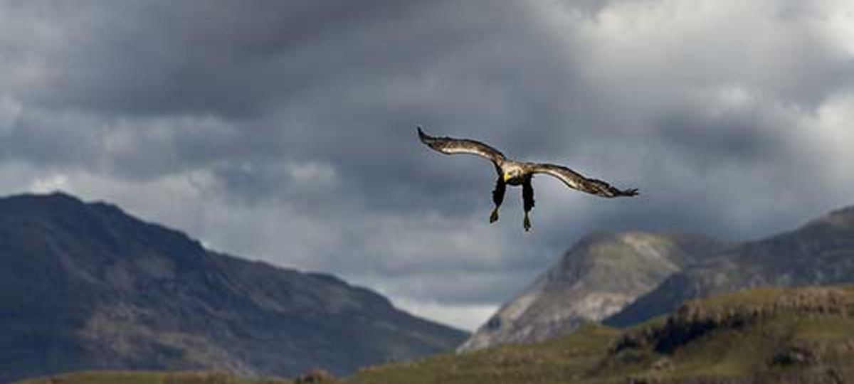 Isle Of Mull Wildlife Photography | Wildlife Worldwide | Wanderlust