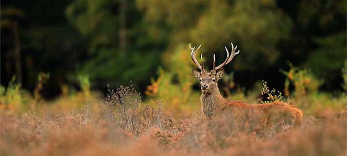 New Forest Deer Photography Workshop Wildlife Worldwide Wanderlust Trip Finder